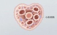 人参牛骨髓肽与心肌细胞修复功能及应用效果