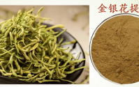金银花绿原酸能预防动动脉粥样硬化的作用原理,绿原酸调节血脂代谢效果好吗?