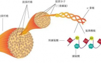 多肽胶原蛋白