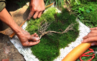 怎么选择参类药材做进补不同参类药材的不同作用