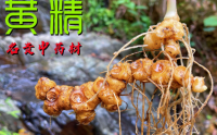 黄精在降血糖降血脂中的作用