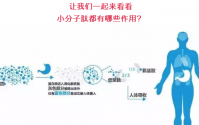 小分子肽在身体里有什么作用