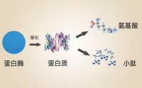 小分子肽与蛋白质粉的区别，哪个更好一些？