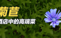 菊苣对痛风效果怎么样？菊苣茶降尿酸真实效果