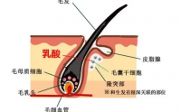 干细胞与毛发再生，干细胞注射对脱发效果怎么样
