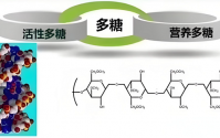 活性多糖：细胞层面的“唤醒者”,活性多糖的抗衰价值及应用!