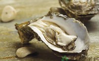 什么牌子的黑松露牡蛎肽好？如何选择牡蛎肽？