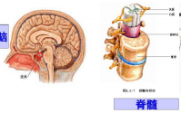 骨髓的功能与作用以及补骨髓产品
