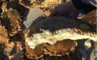 葵花盘生物碱、黄酮、蛋白小分子肽治疗痛风是骗人的吗？专家这样说........