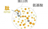 氨基酸和小分子肽有何区别？哪一个更好一些？