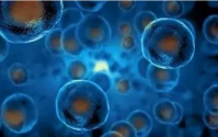 海洋生物肽对健康的作用与影响，海洋生物肽的九大功能