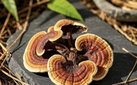 人参灵芝黄精能提高免疫功能吗,人参灵芝黄精能长期吃吗?