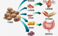 黄芪提取物黄芪多糖与骨髓干细胞的增值分化