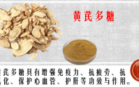黄芪多糖的药理功效及其在慢性病调理中的应用分析