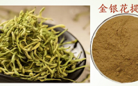 金银花绿原酸与抗菌与抗病毒的作用,金银花绿原酸在感染性炎症方面的应用。