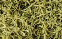 金银花能预防流感吗,流感吃金银花有用吗?