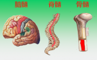 金诺三髓粉哪里有正品销售？金诺三髓粉价格多少钱一盒