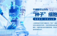 干细胞修复软骨对半月板损伤关节炎的治疗作用