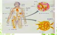 小分子肽与活化免疫细胞