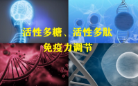 活性肽对免疫力的影响