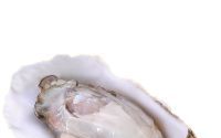 为什么牡蛎肽说是大部分男人都知道的补肾佳品？了解牡蛎肽的作用！