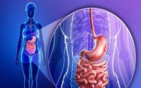 小分子肽：肽与胃肠疾病的作用