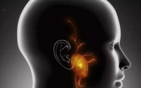 干细胞对耳鸣耳聋等听觉障碍的改善作用