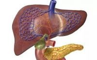 肝纤维化能恢复正常吗？骨髓干细胞与治疗肝纤维化的作用！