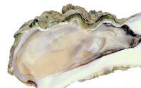 牡蛎肽不仅仅帮助提高性功能，牡蛎肽还有护肝解毒的作用！