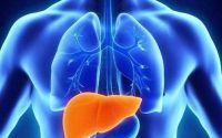 肝脏不好有哪些症状？小分子肽对肝脏有什么作用？