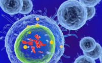小分子肽对免疫力的作用之活性肽对淋巴细胞功能的调节机制