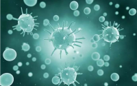 小分子肽影响免疫力的方方面面，肽与免疫力低下