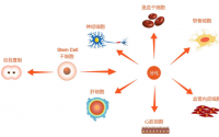 干细胞注射对肝脏的修复作用，干细胞注射与衰竭及肝硬化