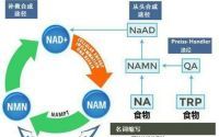 NMN（烟酰胺单核苷酸）是什么？对体有什么作用与意义？