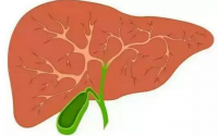 小分子对肝脏损伤的营养修复作用