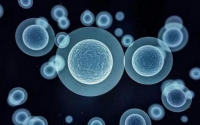 干细胞对人体健康的两大功用：抗衰老和调节免疫力