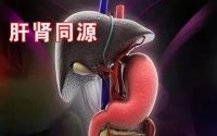 肝肾同源肝与肾有什么关系,吃什么食物滋补肝肾？