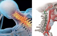 颈椎的解剖结构