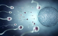  生命科普：精子进入卵子的过程