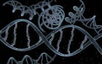 生物活性肽的作用——对基因表达的影响