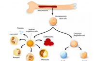 人参皂苷与促进骨髓活性改善造血
