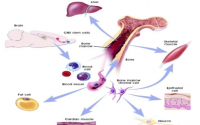 补骨髓与干细胞活化的关系