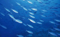 鱼胶原蛋白活性肽对免疫力的调节作用