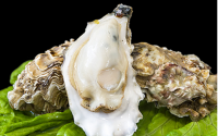 牡蛎肽有什么营养作用？什么牌子的最正宗？
