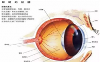 肽能改善青光眼和白内障等眼部疾病吗？