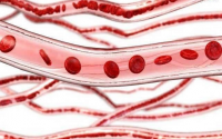 小分子肽真的可以修复血管吗，肽对血管的营养与保健作用