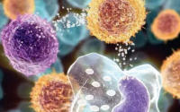 促吞噬肽对免疫力的影响与抗肿瘤作用