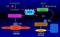 什么是ACE抑制降压肽？降血压肽种类