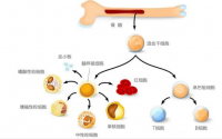 小分子肽与贫血，肽与补骨髓