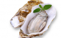 牡蛎肽的功能之——改善男性功能